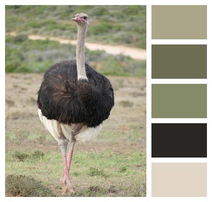 Bird Ostrich South Africa Image